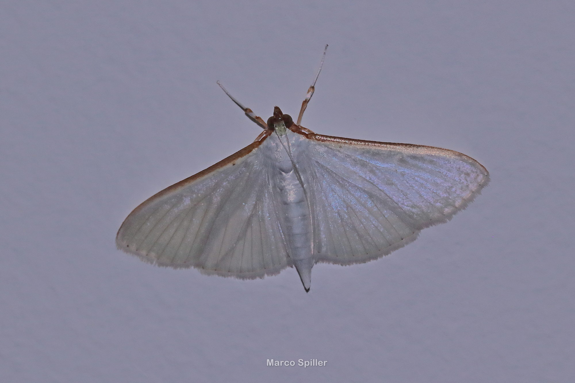 Palpita vitrealis